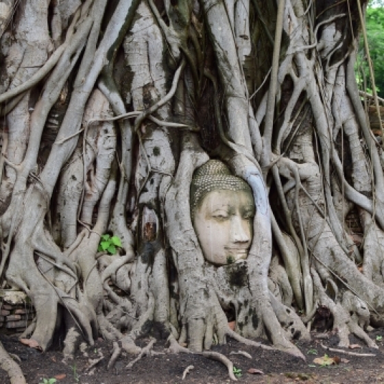 ワットマハタート